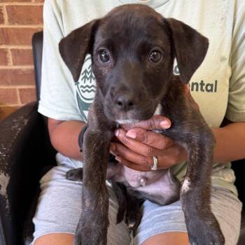 Buckee -  Terrier Dog for Adoption in Birmingham, Alabama - Buckee | PetCurious