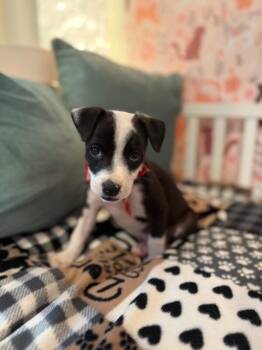 Pit Bull Terrier and Labrador Retriever Dogs Available for Adoption - Penelope Sweet Stuff | PetCurious