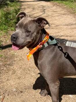 Pit Bull Terrier and American Staffordshire Terrier Dogs Available for Adoption in Friendswood, Texas - Ella Cinder Roe | PetCurious