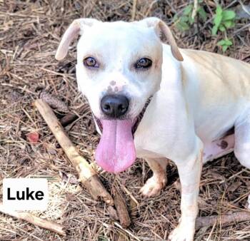 Luke -  Terrier and Mixed Breed Dog for Adoption in Cedarburg, Wisconsin - Luke | PetCurious