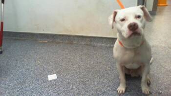 A1265561 -  Pit Bull Terrier Dog for Adoption in Charlotte, North Carolina - A1265561 | PetCurious