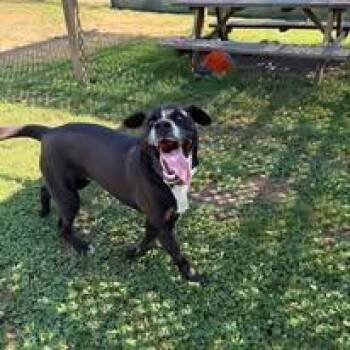 Cody -  Labrador Retriever Dog for Adoption in Cranston, Rhode Island - Cody | PetCurious