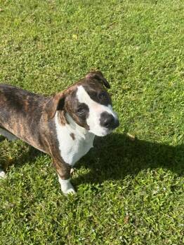 Gunner -  Basset Hound and Pit Bull Terrier Dog for Adoption in Metter, Georgia - Gunner | PetCurious