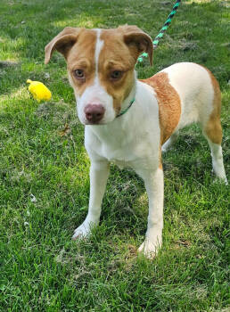 Rescue Australian Shepherd and Labrador Retriever Dogs for Adoption in Cuyahoga Falls, Ohio - Amy | PetCurious