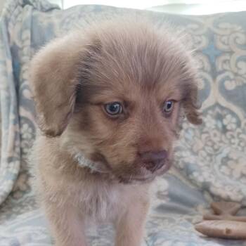 Navene -  Bernese Mountain Dog and Poodle Dog for Adoption in Winston-salem, North Carolina - Navene | PetCurious