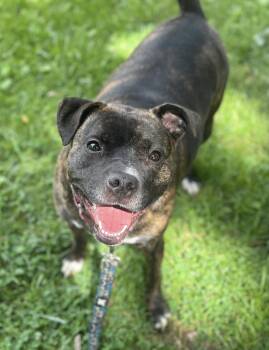 Rescue Staffordshire Bull Terrier Dogs for Adoption in Austintown, Ohio - Talulah | PetCurious