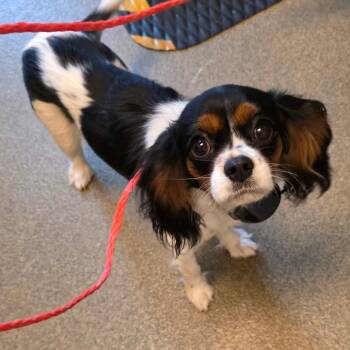 Cavalier King Charles Spaniel Dogs Available for Adoption in Council Bluffs, Iowa - Darla | PetCurious