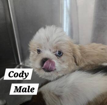 MO Cody -  Shih Tzu Dog for Adoption in Warrenton, Missouri - MO Cody | PetCurious
