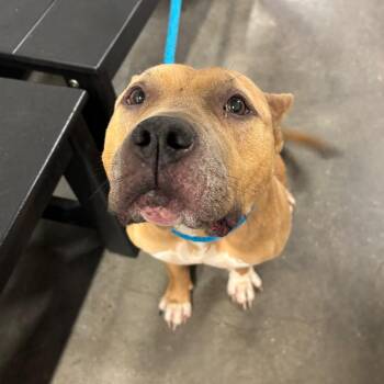 Canela -  Terrier Dog for Adoption in Tampa, Florida - Canela | PetCurious