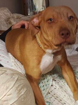 Rescue Pit Bull Terrier Dogs for Adoption in Germantown, Ohio - Scoobi Roo | PetCurious