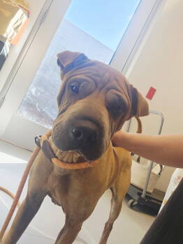 Rescue Shar Pei Dogs for Adoption in Lake Forest, California - Chloe Mei | PetCurious