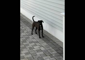 Reina -  Labrador Retriever and Coonhound Dog Available for Adoption in Levittown, New York - Reina | PetCurious