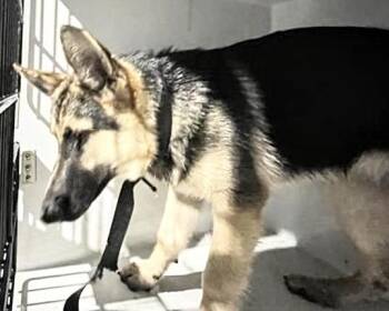 German Shepherd Dog Dogs Available for Adoption in Houston, Texas - A655330 | PetCurious