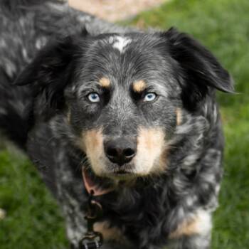 Australian Cattle Dog Blue Heeler Dogs Available for Adoption in Middletown, Rhode Island - Blue | PetCurious