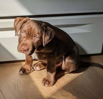 Labrador Retriever and American Bulldog Dogs Available for Adoption - Poe | PetCurious