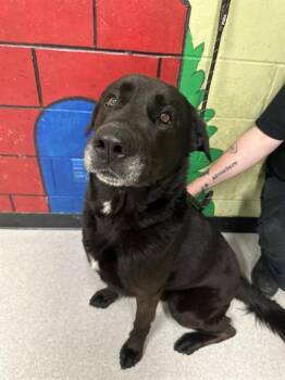 Labrador Retriever Dogs Available for Adoption in Indianapolis, Indiana - WUBBA | PetCurious