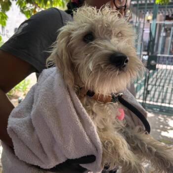 Barnaby -  Maltese and Terrier Dog for Adoption in Pasadena, California - Barnaby | PetCurious