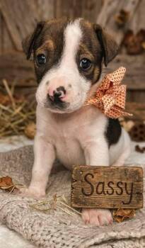 Sassy -  Beagle and Treeing Walker Coonhound Dog for Adoption in Nahunta, Georgia - Sassy | PetCurious