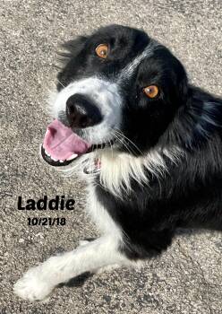 Laddie -  Border Collie Dog for Adoption in Seymour, Indiana - Laddie | PetCurious