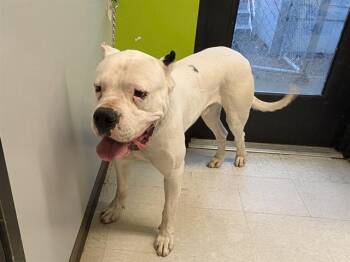 Dogo Argentino Dogs Available for Adoption - BESO | PetCurious