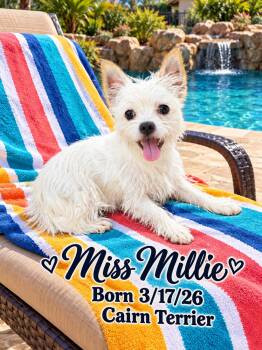 MISS MILLIE - 6 MONTH FEMALE CAIRN TERRIER -  Cairn Terrier Dog for Adoption in Mesa, Arizona - MISS MILLIE - 6 MONTH FEMALE CAIRN TERRIER | PetCurious