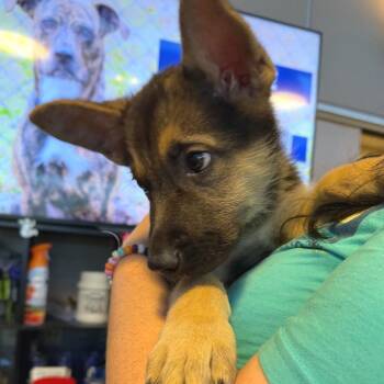 Parker -  German Shepherd Dog Dog Available for Adoption - Parker | PetCurious