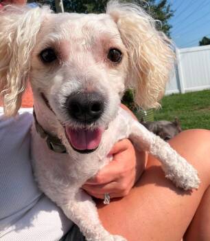 Sage -  Bichon Frise and Poodle Dog for Adoption in Yorktown, Virginia - Sage | PetCurious