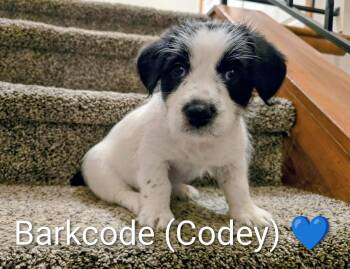 Corgi and Shih Tzu Dogs Available for Adoption - Pippin