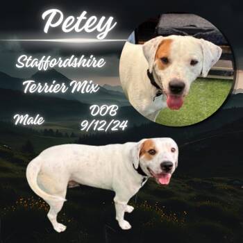 Petey -  American Staffordshire Terrier Dog for Adoption in Caldwell, Texas - Petey | PetCurious