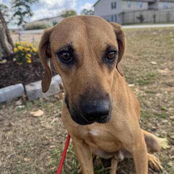 Repeat -  Labrador Retriever and Hound Dog for Adoption in Columbia, South Carolina - Repeat | PetCurious