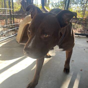 Rescue Pit Bull Terrier and Mixed Breed Dogs for Adoption in Valley, Alabama - Snickers | PetCurious