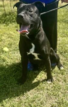 Theodore -  Black Labrador Retriever Dog for Adoption in Chesterfield, South Carolina - Theodore | PetCurious