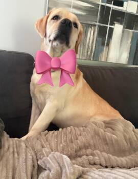 Nova -  Golden Retriever and Yellow Labrador Retriever Dog for Adoption - Nova | PetCurious