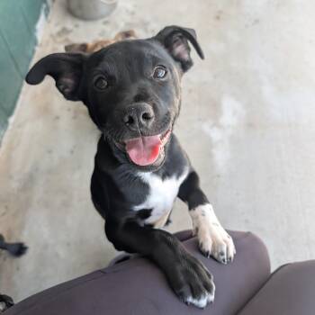 Labrador Retriever Dogs Available for Adoption in Bella Vista, Arkansas - Samson | PetCurious
