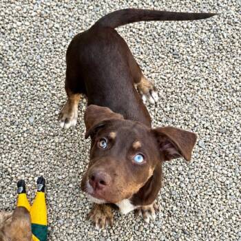Terrier Dogs Available for Adoption in Hopkinton, Massachusetts - Tucker | PetCurious