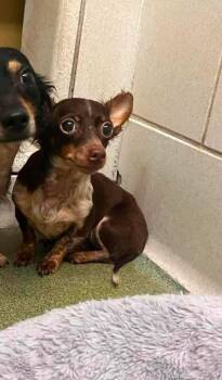 Pixie -  Chihuahua Dog for Adoption in Newport, Kentucky - Pixie | PetCurious