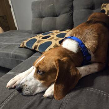 Gavin -  Mixed Breed Dog for Adoption in Raleigh, North Carolina - Gavin | PetCurious