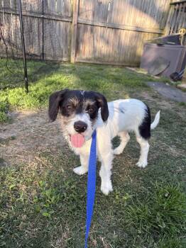 Jack Russell Terrier Dogs Available for Adoption in Essex, Maryland - Ace | PetCurious