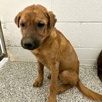 Gamora -  Chow Chow and Rottweiler Dog for Adoption in Lake Jackson, Texas - Gamora | PetCurious