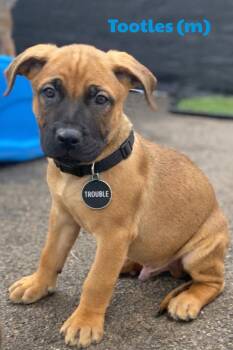 Boerboel and German Shepherd Dog Dogs Available for Adoption - Tootles | PetCurious