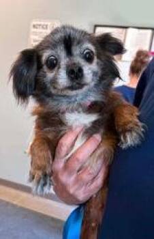 Clarice -  Chihuahua and Papillon Dog for Adoption in Newport, Kentucky - Clarice | PetCurious