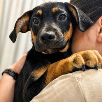 Rock -  Mixed Breed Dog for Adoption - Rock | PetCurious