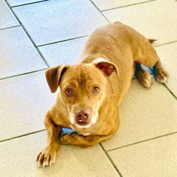 WYCLEF -  Corgi and Pit Bull Terrier Dog for Adoption in Joshua Tree, California - WYCLEF | PetCurious