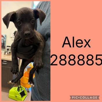 ALEX -  Mixed Breed Dog for Adoption in Macon, Georgia - ALEX | PetCurious
