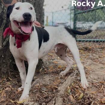 Rocky A. -  Bull Terrier Dog for Adoption in Little Rock, Arkansas - Rocky A. | PetCurious
