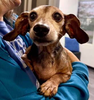 Rescue Dachshund Dogs for Adoption in College Station, Texas - Penny | PetCurious