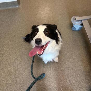 Libby -  Australian Shepherd and Mixed Breed Dog for Adoption in Council Bluffs, Iowa - Libby | PetCurious