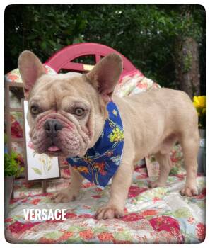 French Bulldog Dogs Available for Adoption in Sebring, Florida - Versace | PetCurious