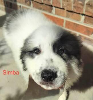 Simba -  Great Pyrenees and Anatolian Shepherd Dog for Adoption in Claremont, North Carolina - Simba | PetCurious