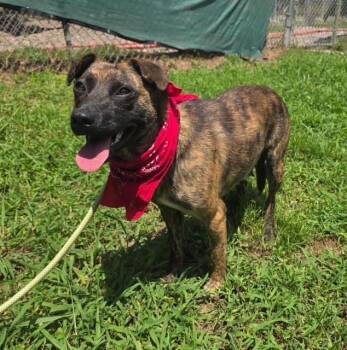 Poppy Available 8/20 -  Mountain Cur Dog for Adoption in Elmsford, New York - Poppy Available 8/20 | PetCurious